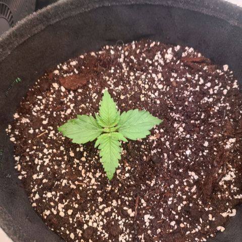 Blue Monster Automatic growlog timeline photo