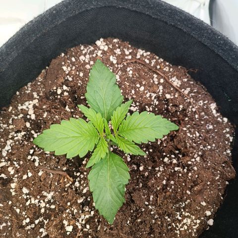 Blue Monster Automatic growlog timeline photo