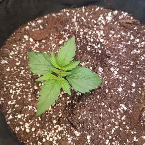 Blue Monster Automatic growlog timeline photo