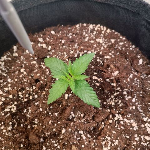 Blue Monster Automatic growlog timeline photo