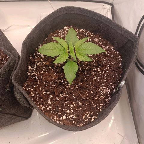 Blue Monster Automatic growlog timeline photo