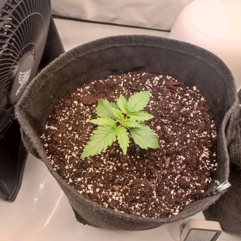 Blue Monster Automatic growlog timeline photo