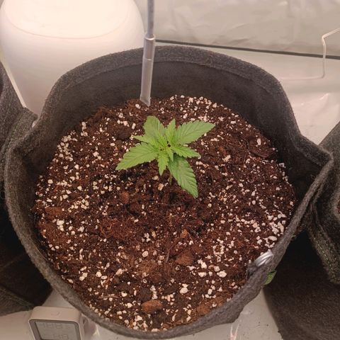 Blue Monster Automatic growlog timeline photo