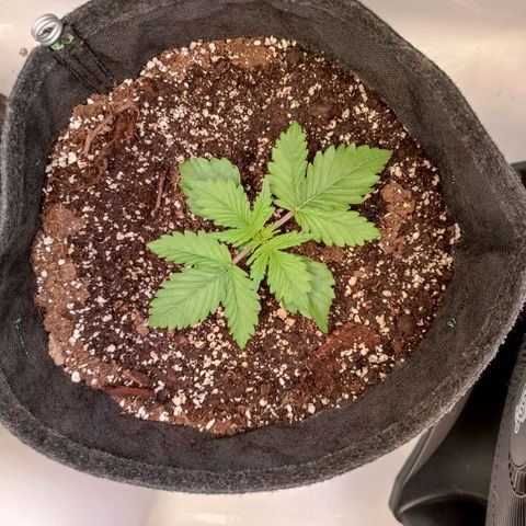 Blue Monster Automatic growlog timeline photo