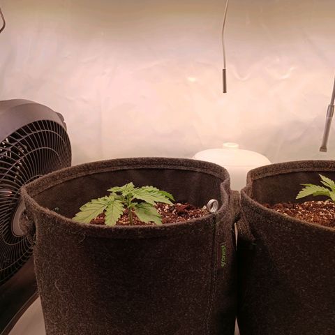 Blue Monster Automatic growlog timeline photo