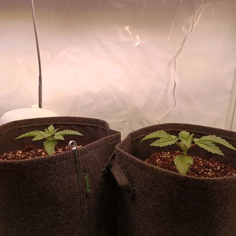 Blue Monster Automatic growlog timeline photo