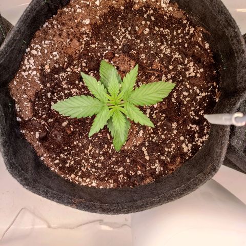Blue Monster Automatic growlog timeline photo