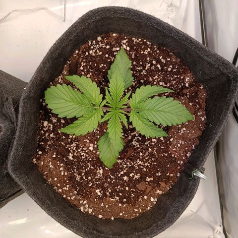 Blue Monster Automatic growlog timeline photo