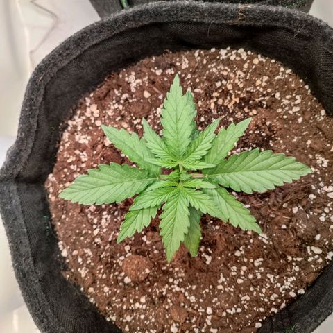 Blue Monster Automatic growlog photo: Nach dem Topping