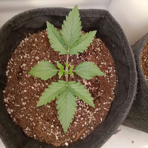 Blue Monster Automatic growlog photo: Nach dem Topping
