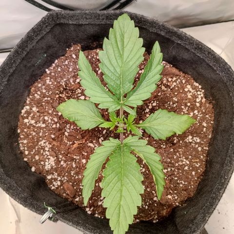 Blue Monster Automatic growlog photo: Nach dem Topping