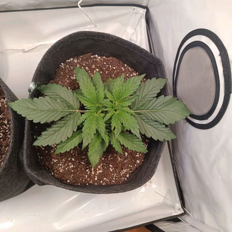 Blue Monster Automatic growlog timeline photo