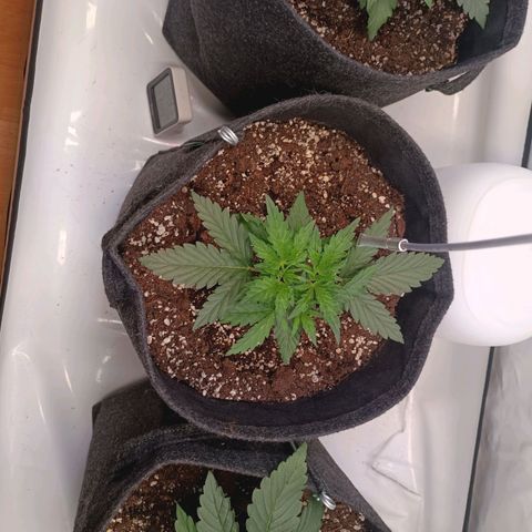 Blue Monster Automatic growlog timeline photo