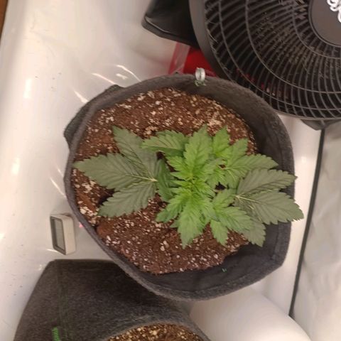 Blue Monster Automatic growlog timeline photo