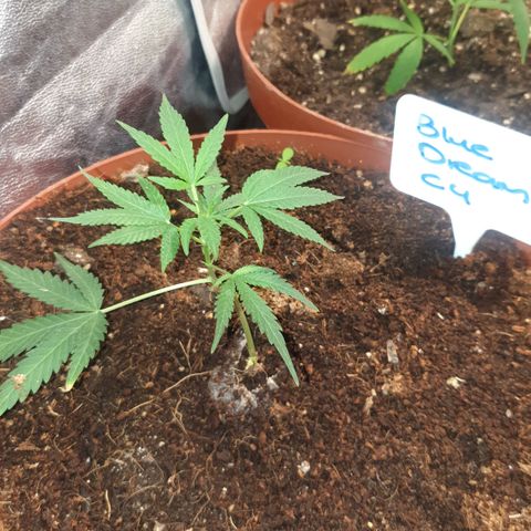 BC F2 CLONE #1 growlog timeline photo