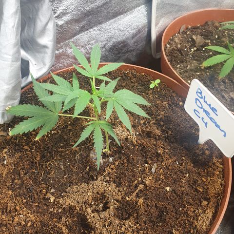 BC F2 CLONE #1 growlog timeline photo