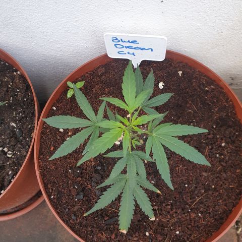 BC F2 CLONE #1 growlog timeline photo