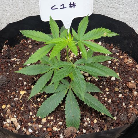 ROYAL QUEEN HULKBERRY F1 MOTHER CLONE #02 growlog timeline photo