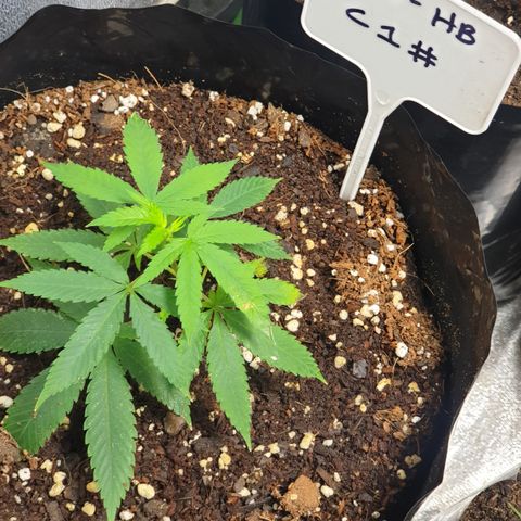 ROYAL QUEEN HULKBERRY F1 MOTHER CLONE #02 growlog photo: Worm juice