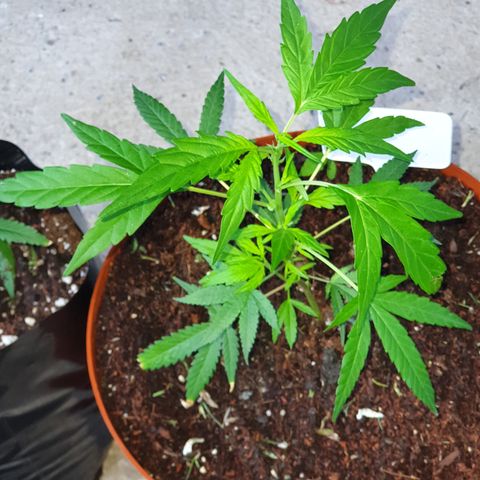 BC F2 CLONE #1 growlog timeline photo