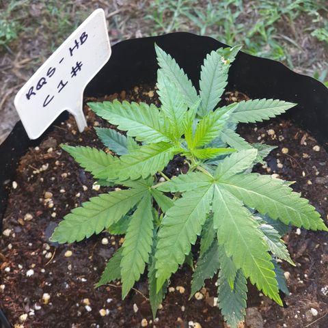ROYAL QUEEN HULKBERRY F1 MOTHER CLONE #02 growlog timeline photo
