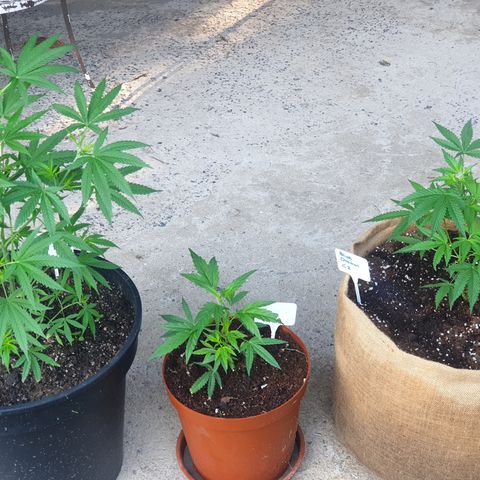 BC F2 CLONE #1 growlog timeline photo