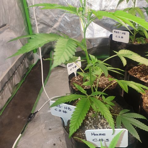 ROYAL QUEEN HULKBERRY F1 CLONE #01 growlog timeline photo