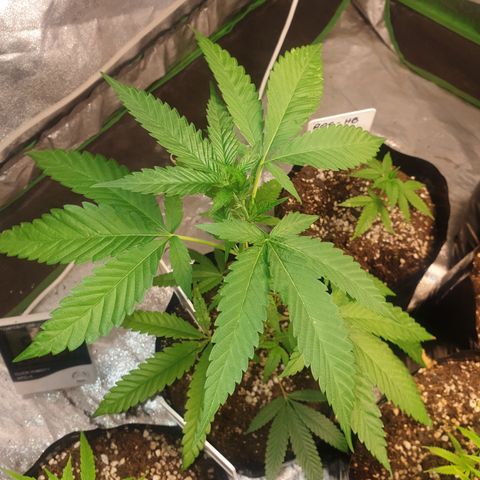 ROYAL QUEEN HULKBERRY F1 CLONE #01 growlog timeline photo