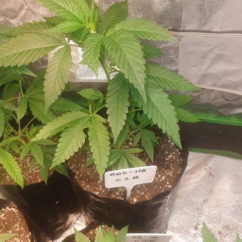 ROYAL QUEEN HULKBERRY F1 MOTHER CLONE #02 growlog timeline photo