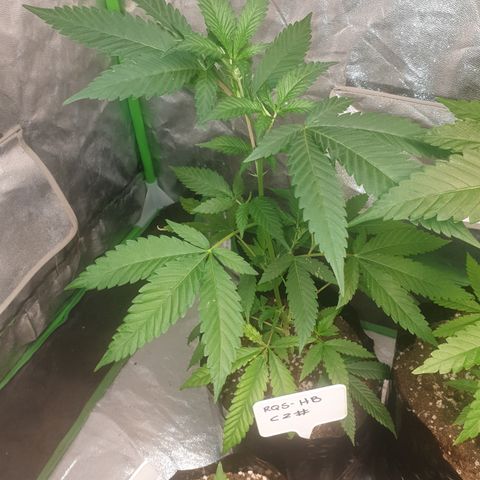 ROYAL QUEEN HULKBERRY F1 CLONE #01 growlog timeline photo