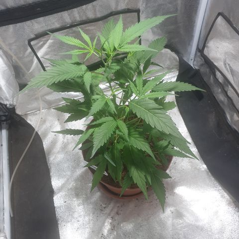 BC F2 CLONE #1 growlog timeline photo