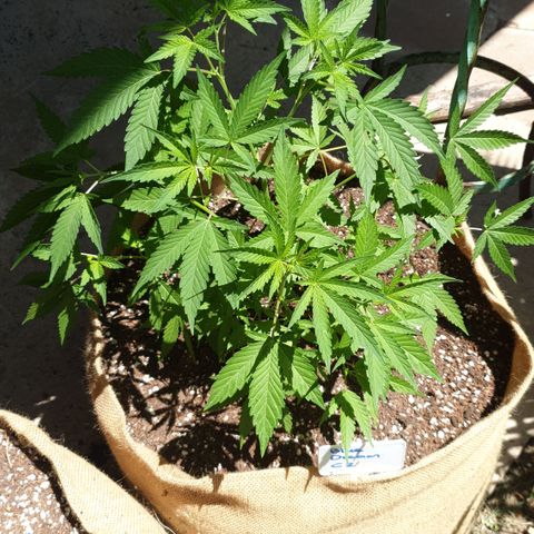 BC F2 CLONE #1 growlog timeline photo