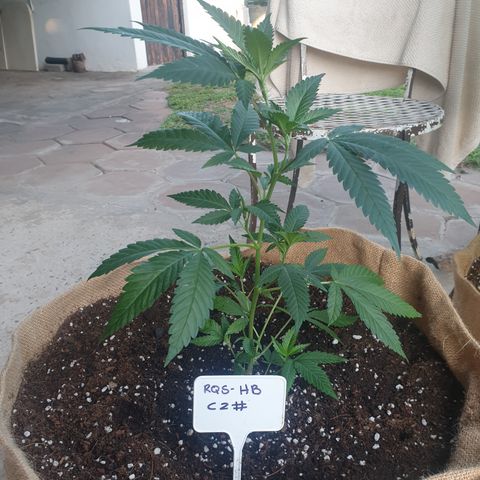 ROYAL QUEEN HULKBERRY F1 CLONE #01 growlog timeline photo