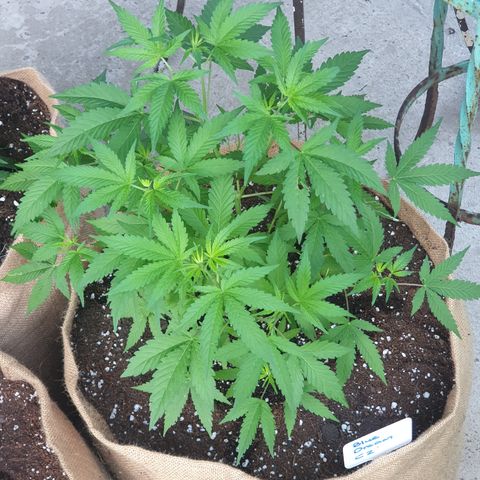 BC F2 CLONE #1 growlog timeline photo