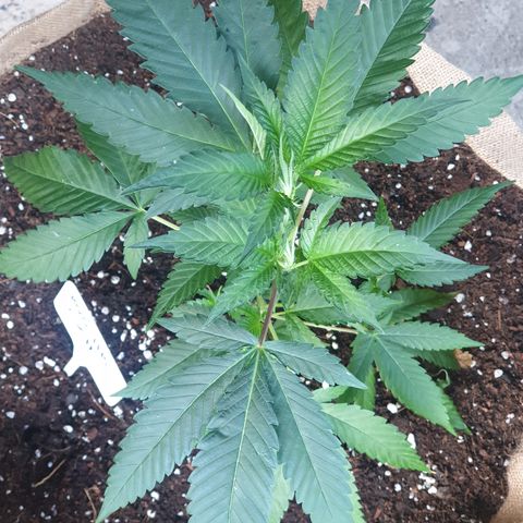 ROYAL QUEEN HULKBERRY F1 CLONE #01 growlog timeline photo