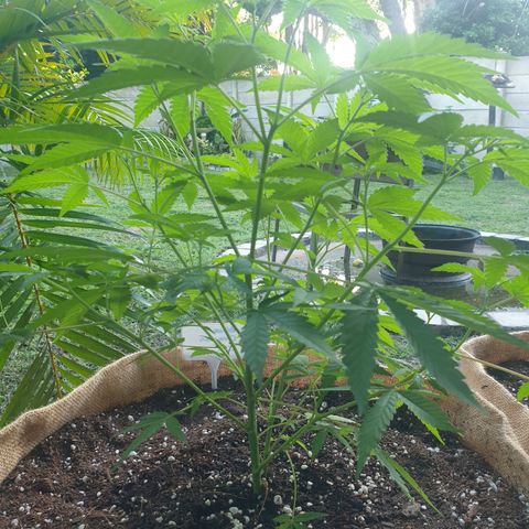 BC F2 CLONE #1 growlog timeline photo