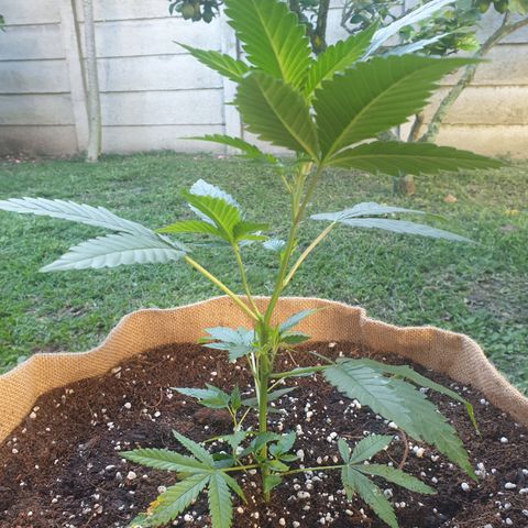ROYAL QUEEN HULKBERRY F1 MOTHER CLONE #02 growlog timeline photo