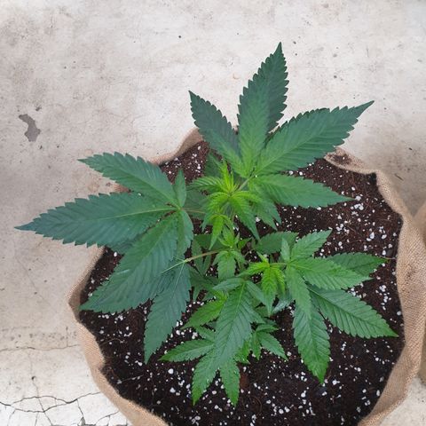 ROYAL QUEEN HULKBERRY F1 CLONE #01 growlog timeline photo