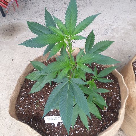 ROYAL QUEEN HULKBERRY F1 MOTHER CLONE #02 growlog timeline photo