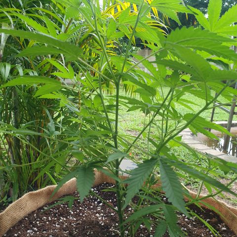 BC F2 CLONE #1 growlog timeline photo