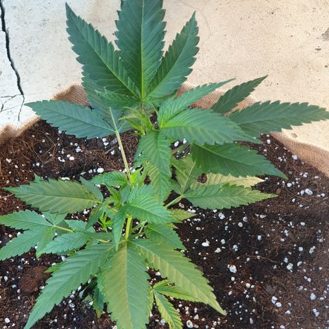 ROYAL QUEEN HULKBERRY F1 MOTHER CLONE #02 growlog timeline photo