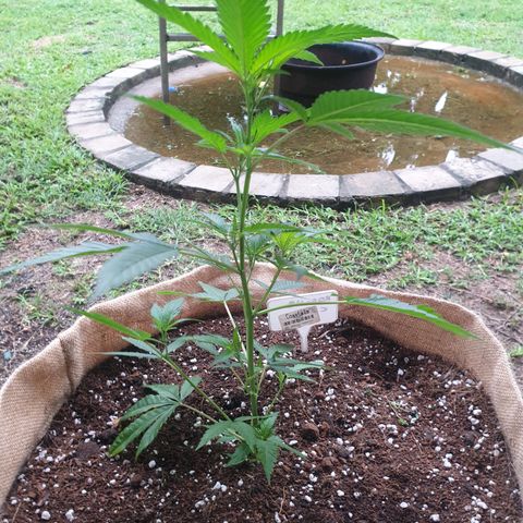 ROYAL QUEEN HULKBERRY F1 MOTHER CLONE #02 growlog timeline photo