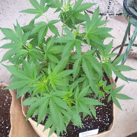BC F2 CLONE #1 growlog timeline photo