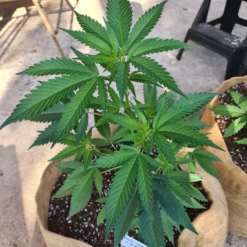 ROYAL QUEEN HULKBERRY F1 MOTHER CLONE #02 growlog timeline photo