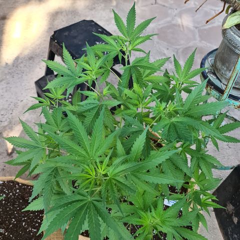 BC F2 CLONE #1 growlog timeline photo