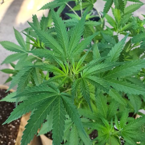 BC F2 CLONE #1 growlog timeline photo