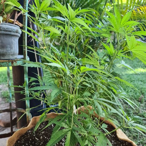 BC F2 CLONE #1 growlog timeline photo