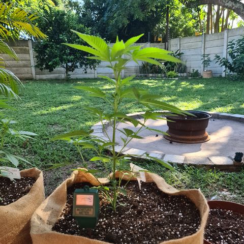 ROYAL QUEEN HULKBERRY F1 MOTHER CLONE #02 growlog timeline photo