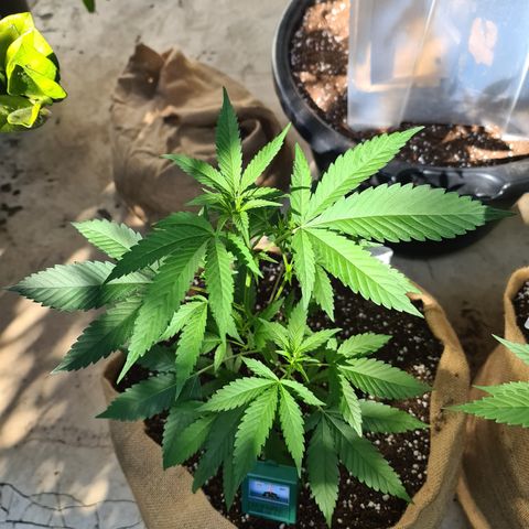 ROYAL QUEEN HULKBERRY F1 CLONE #01 growlog timeline photo