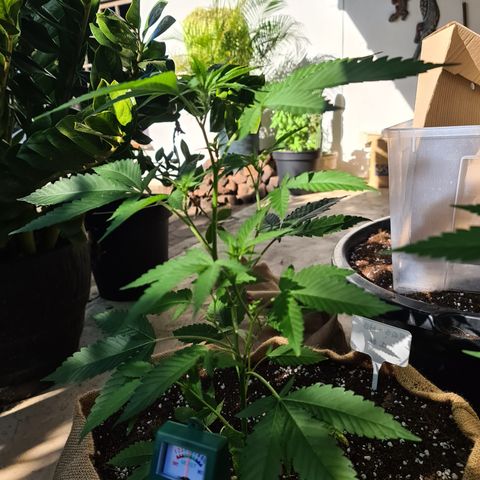 ROYAL QUEEN HULKBERRY F1 CLONE #01 growlog timeline photo